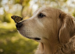 Pies, Golden retriever, Motyl