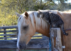 Koń, Kot, Płot