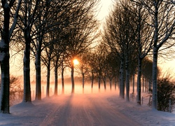 Droga, Drzewa, Mgła, Słońce, Śnieg