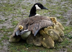 Gęś, Mama, Gąsiątka