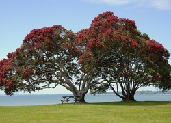 Łąka, Ławeczka, Kwitnące, Drzewo, Pohutukawa