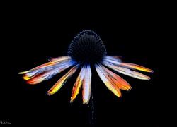 Kwiat, Rudbekia, Grafika