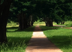 Park, Ścieżka, Drzewa