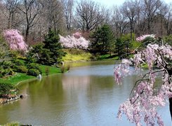 Park, Rzeka, Kwitnące, Drzewa, Wiosna