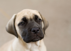 Bullmastiff, Portret