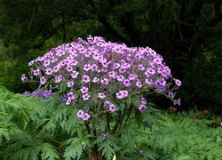 Kwiatki, Liście, Pelargonia