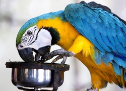 Papuga, Jedzenie, Ara