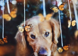 Smutny, Pies, Motyle, Golden Retriever