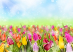 Kolorowe, Tulipany, Bokrh