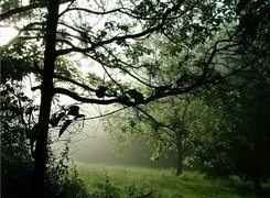 Las, Drzewa, Mgła, Polana