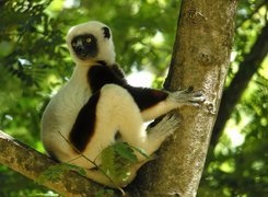 Lemur, Sifaka, Drzewo