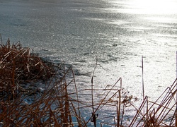 Zamarznięte, Jezioro, Trzcina