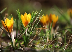 Krokus, Żółty