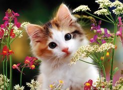 Kot, Kwiaty, Polne