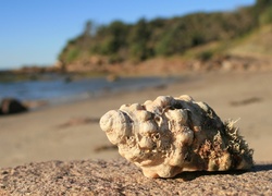 Plaża, Muszla, Niebo, Morze