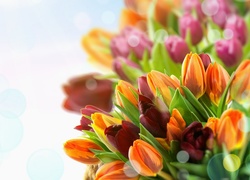 Kolorowe, Tulipany, Boke