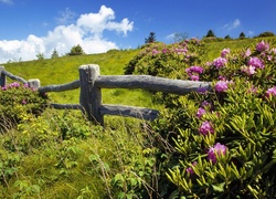 Wiosna, Łąka, Płotek, Krzewy, Różowych, Rododendronów