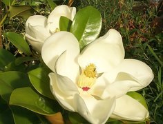Biała, Magnolia, Wielkokwiatowa