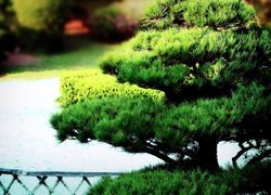 Park, Drzewko, Bonsai