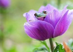 Żabka, Fioletowy, Kwiat