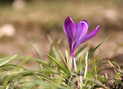 Fioletowy, Krokus