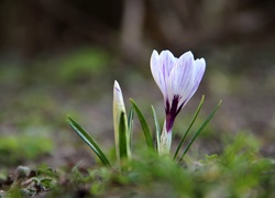 Białoliliowy, Krokus, Wiosna