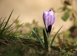 Białoliliowy, Krokus, Wiosna