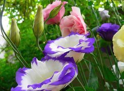 Eustoma