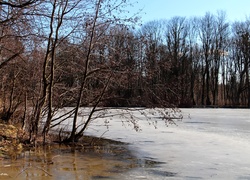 Zamarznięte, Jezioro, Drzewa