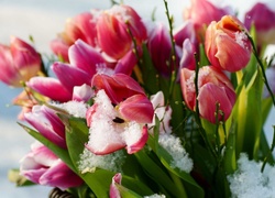 Tulipany, Śnieg, Listki