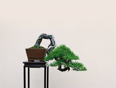 Stolik, Drzewko, Bonsai