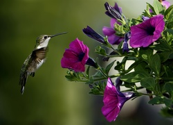 Ptak, Koliber, Kwiaty