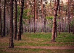 Las, Ścieżka