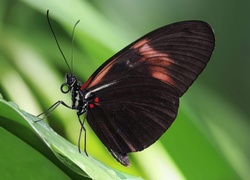 Czarnobrązowy, Motyl