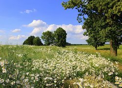 Łąka, Rumianki, Drzewa, Lato