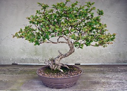 Drzewko, Bonsai