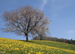 Łąka, Kwitnące, Drzewo