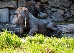 Słoń, Zoo