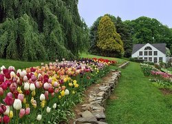 Kolorowe, Tulipany, Ogród, Dom