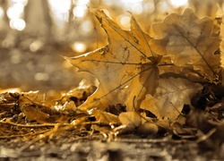 Jesień, Suche, Liście, Sepia