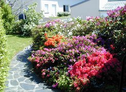 Dom, Ogród, Kwitnące, Krzewy, Rododendronów