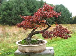 Las, Łąka, Drzewko, Bonsai