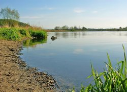 Jezioro, Plaża, Drzewa