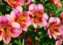 Kwiaty, Alstroemeria