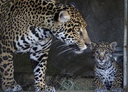 Jaguary, Dzikie, Koty, Matka, Młody