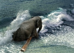 Słoń, Morze