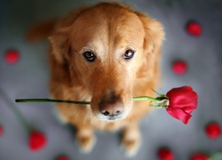 Pies, Róża, Płatki, Proszące, Oczy