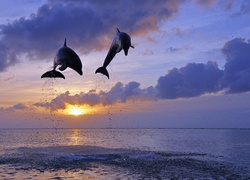 Dwa, Delfiny, Zachód, Słońca