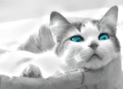 Kotek, Niebieskie, Oczy, Legowisko