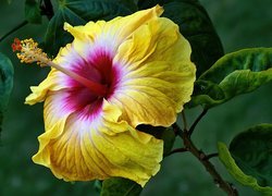 Żółty, Hibiskus